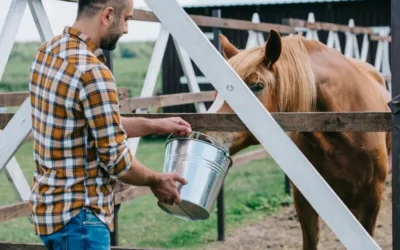 Farmářem na zkoušku aneb den s koňmi